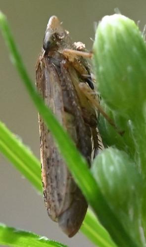 Aphrodes sp.